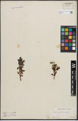 Foto von Salix arctica Pall.